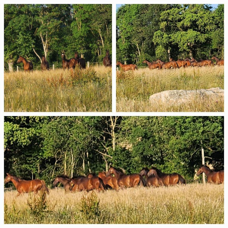 Les Naturelles Saint-Aubin-de-Locquenay Eksteriør billede